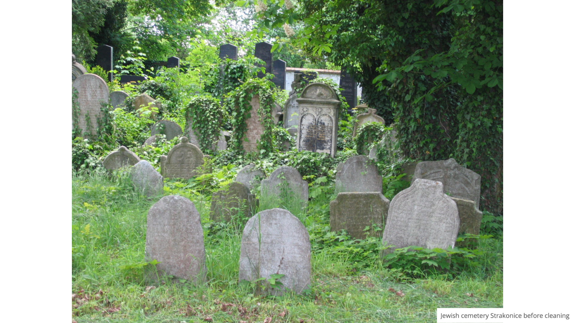 Jewish Cemetery in Strakonice Before Cleaning Overgrown Jewish cemetery in Strakonice with weathered headstones surrounded by greenery.